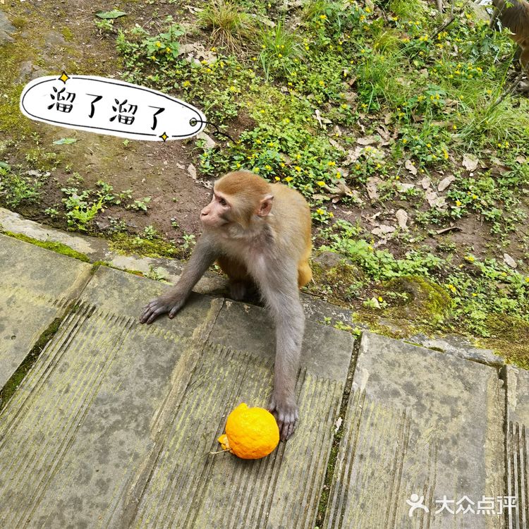 野猴出没，小心！🔥———长寿太极岛