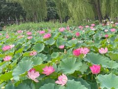 -莲花池公园