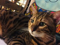 -more than meow吴止猫主题餐厅(承德 中船汇店)