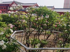 -曹州百花园