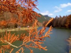 -小芝红树林