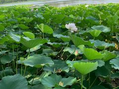 -莲花池公园