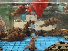 -聚福宝合苑食府(南头镇店)