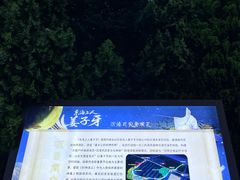 -日照海滨国家森林公园