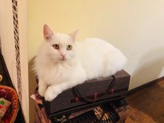 -老洋房花园饭店(绍兴路店)