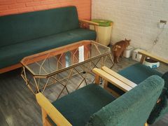 -喵屿·大理花园猫咖