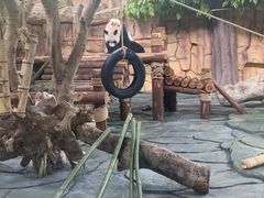 -泉州海丝野生动物世界