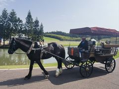 -迪茵湖田家舍生态农场