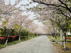 -高东镇樱花园