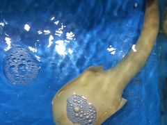 -八闽饭店闽南小镇(铁西店)