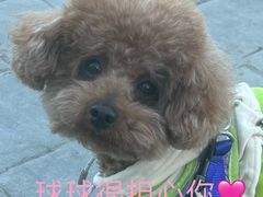 -心仪动物医院·牙专科·肿瘤·心脏科(西客站院)