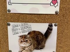 -滚猫咖啡·猫咖·猫友好撸猫(未来城店)