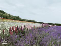 -富田农场