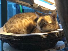 -喵屿·大理花园猫咖