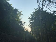 -西双版纳原始森林公园