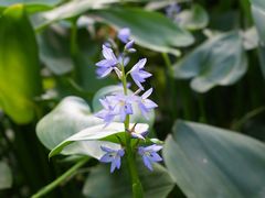 -国家植物园南园