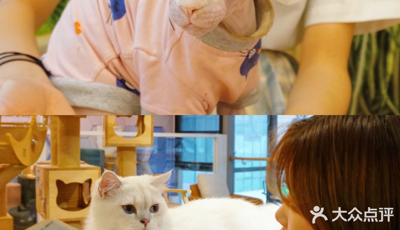 北京探店｜猫咪后院实现撸猫自由🐱