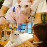 北京探店｜猫咪后院实现撸猫自由🐱