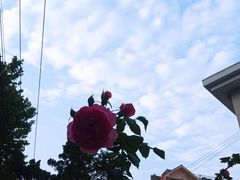 -吕氏焗小鲜•海鲜青岛菜(八大关店)