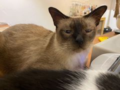 -猫友咖啡店(玉林西路店)