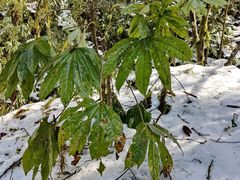 -西岭雪山大飞水景区