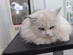 -爱洗澡的猫(天河路店)