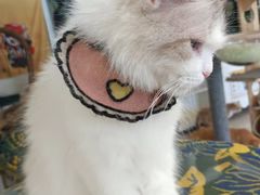 -平行世界·猫咖(首经贸店)