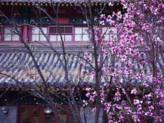 -中央民族大学