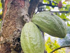 -中国科学院西双版纳热带植物园