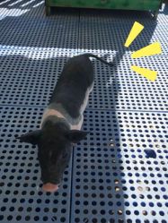 -萌宠亲子动物乐园(槐房万达店)