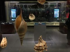 -青岛贝壳博物馆