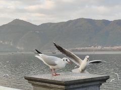 -海埂大坝
