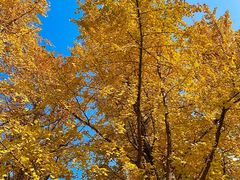 -重庆市江北嘴中央商务区中央公园