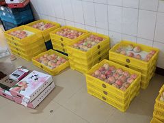 -老袁家蜜桃农场·阳山水蜜桃