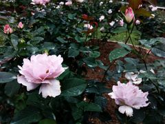 -人民公园(罗湖区)