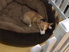 -喵宠乐园·撸猫互动·猫舍