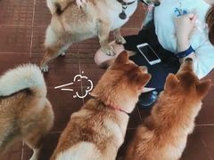 -柴犬高等学院·狗咖·柴犬售卖·宠物训练
