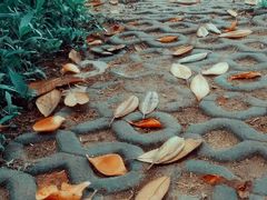 -东风公园