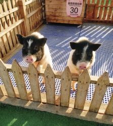 -萌宠亲子动物乐园(槐房万达店)