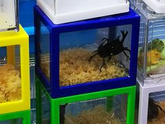 -万商花鸟市场