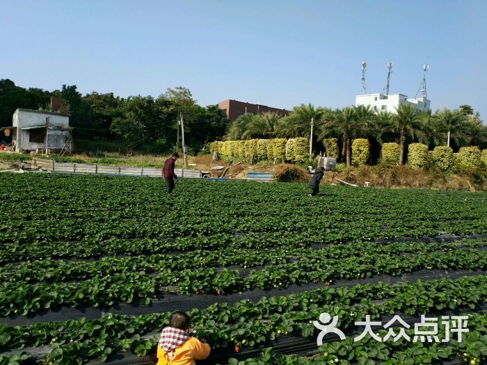 小榄草莓园-图片-中山休闲娱乐-大众点评网