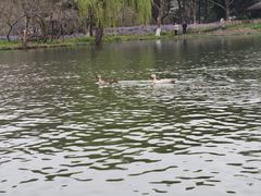 -西湖游船
