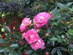 -人民公园(罗湖区)