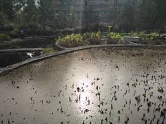 -成都市活水公园