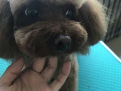 -优缇多格专业宠物美容师培训学校