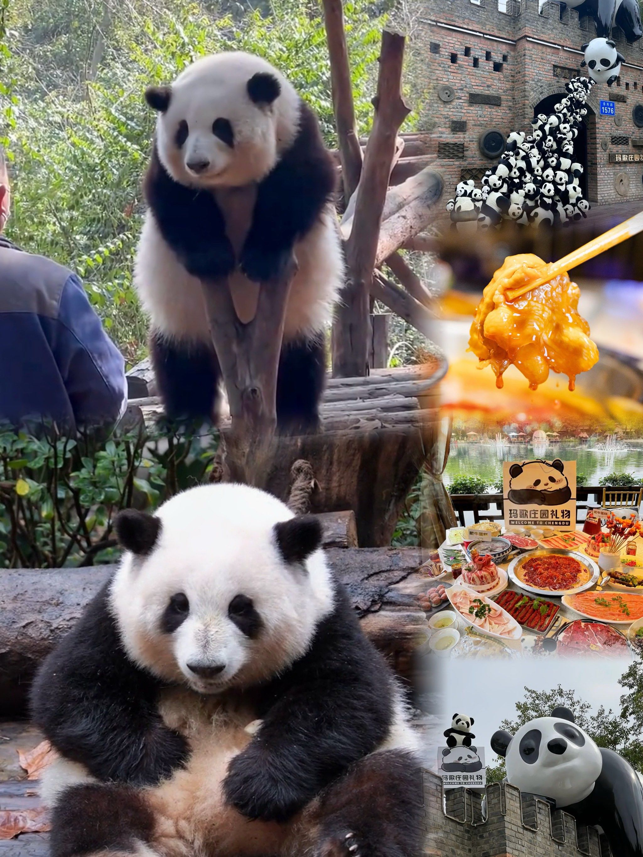 去熊猫基地一定要做好攻略,不然真的要后悔!!