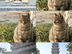 -常熟方塔园