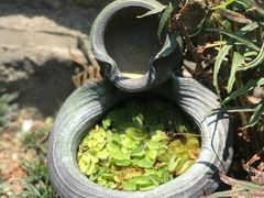 -厦门园林植物园-植物园滴水山房