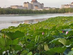-莲花池公园