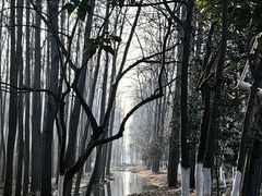 -合肥滨湖国家森林公园